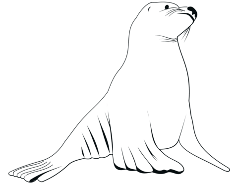 Sea Lion Coloring Page